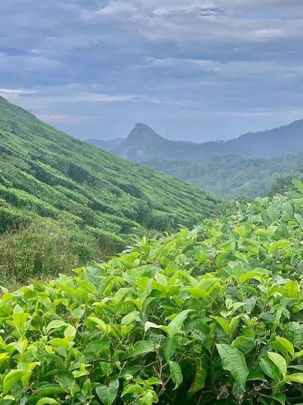 Munnar Tea Gardens